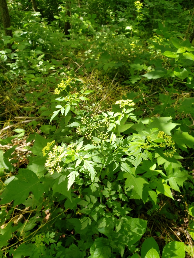 Thaspium barbinode