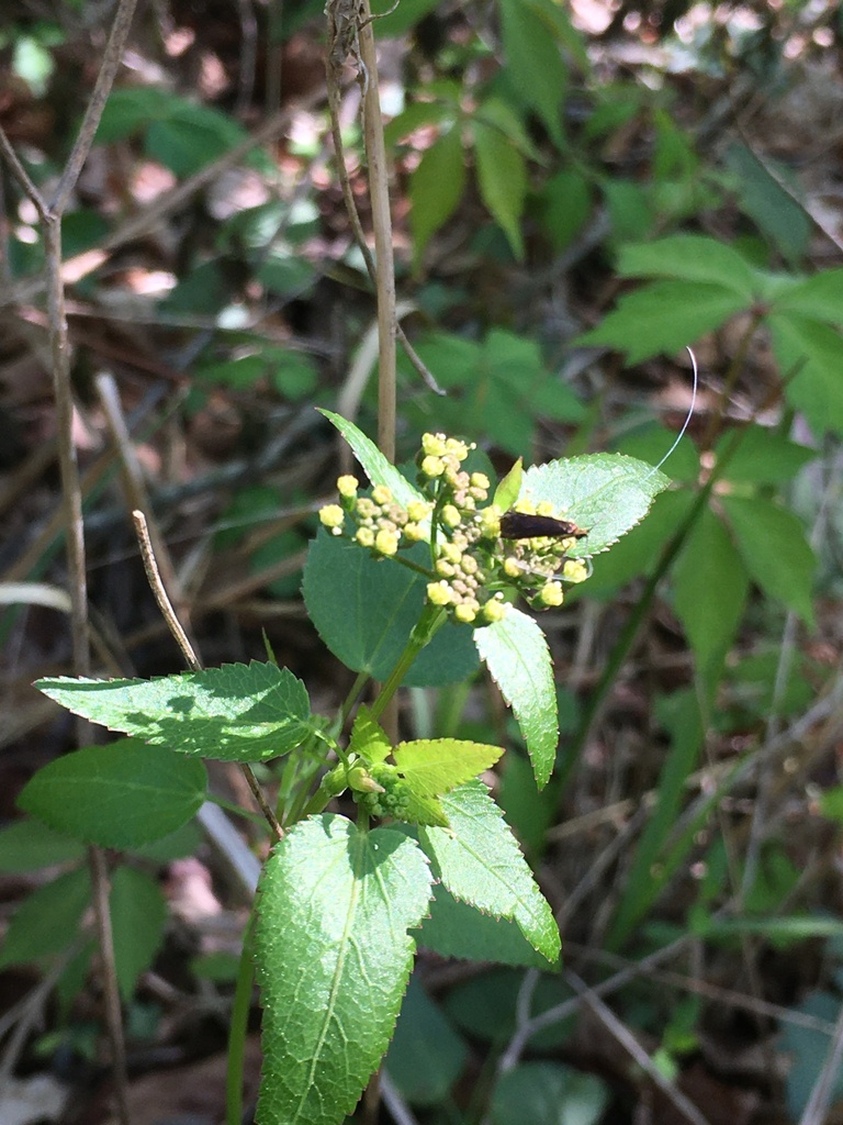 Thaspium trifoliatum