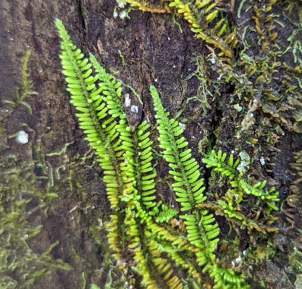 Thelia hirtella