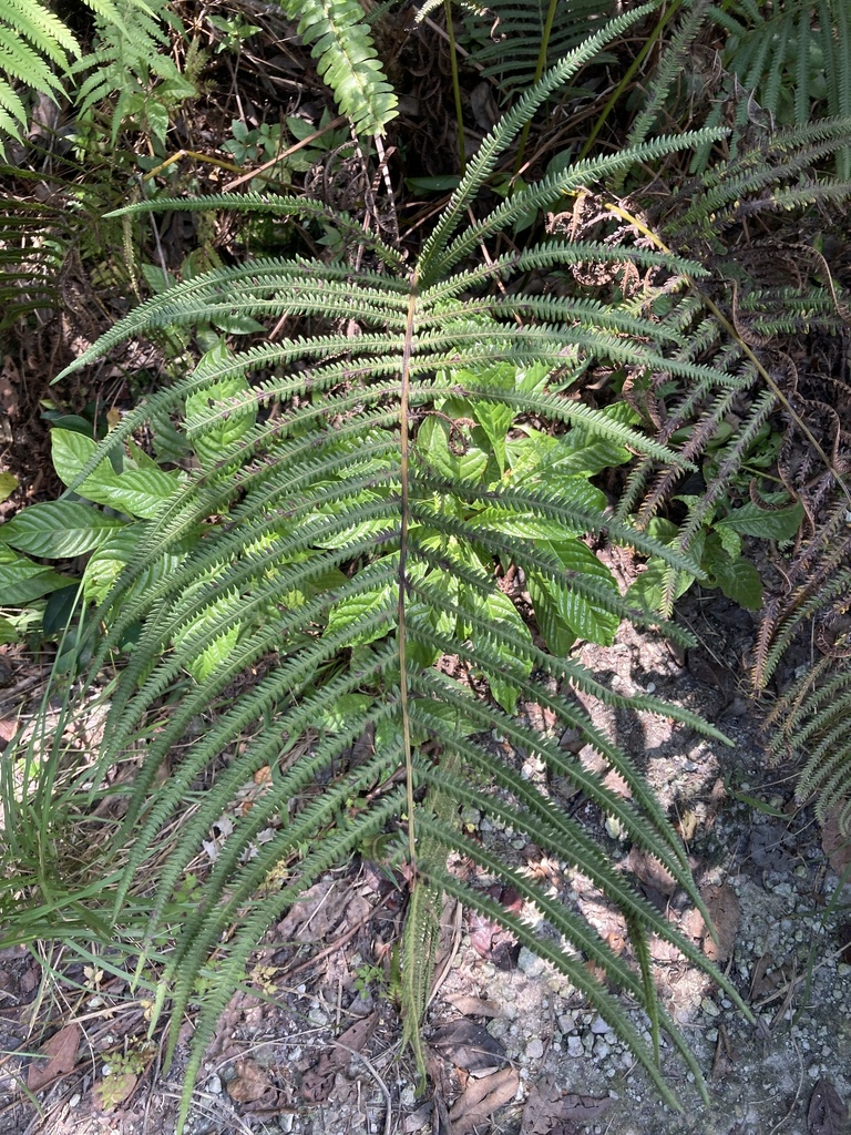 Thelypteris augescens