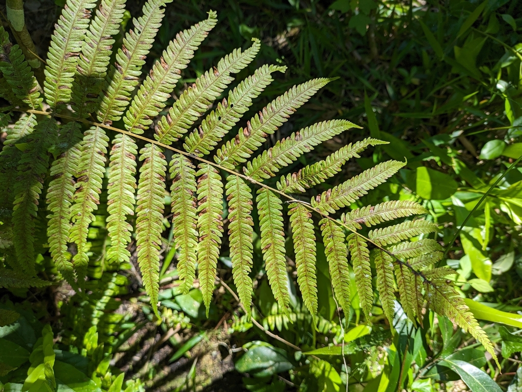 Thelypteris grandis