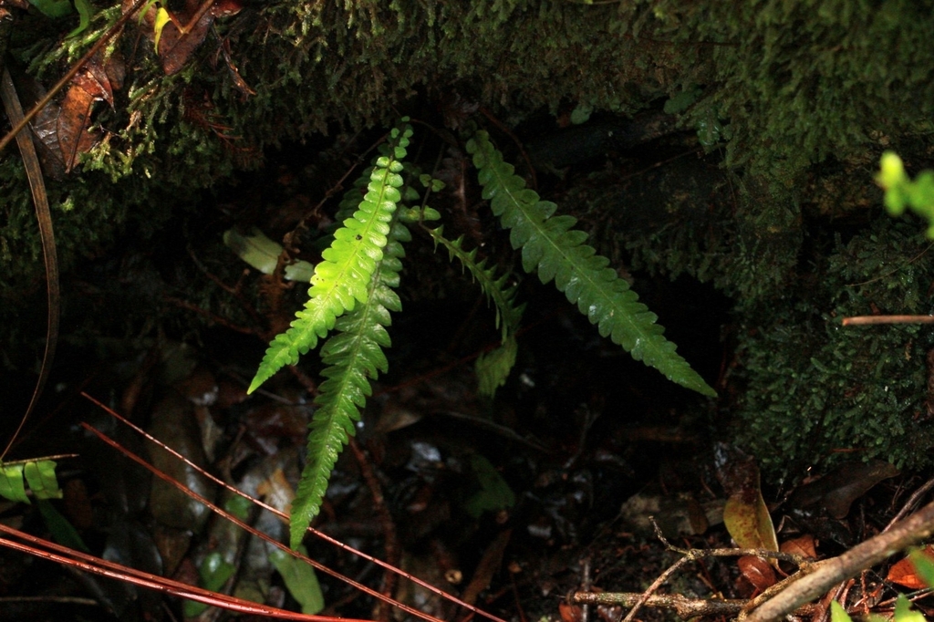 Thelypteris guadalupensis