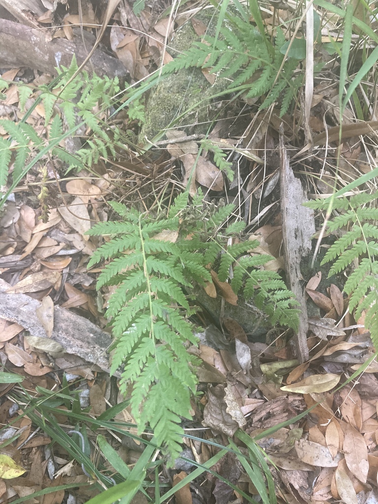 Thelypteris hispidula var. versicolor