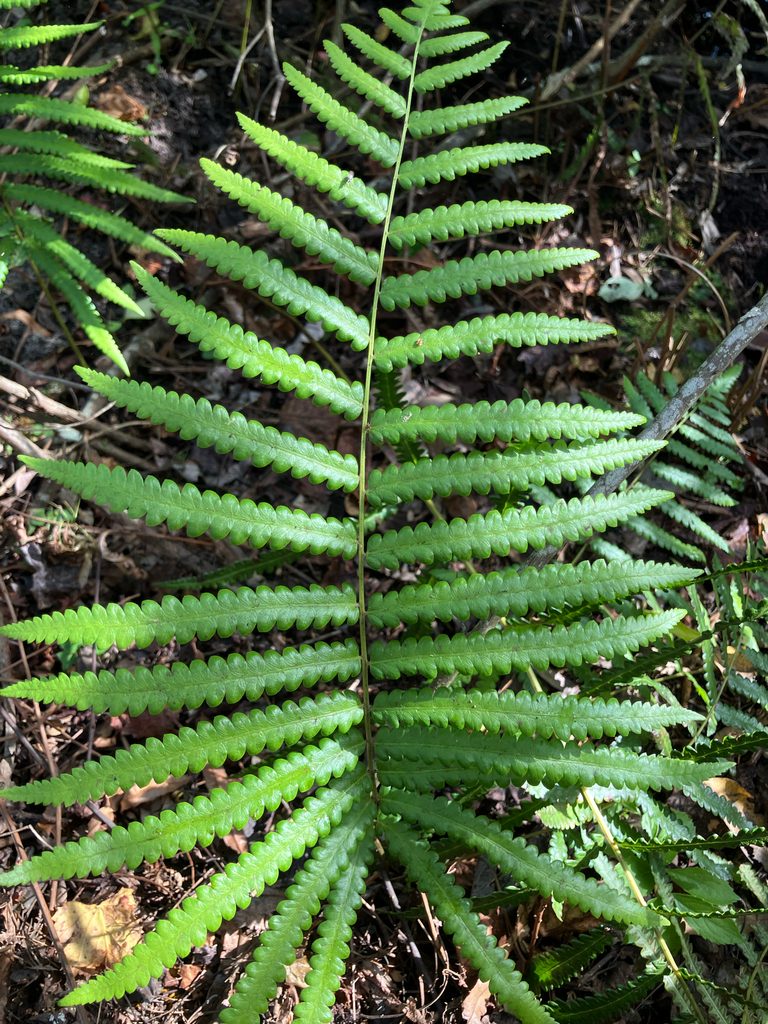 Thelypteris interrupta