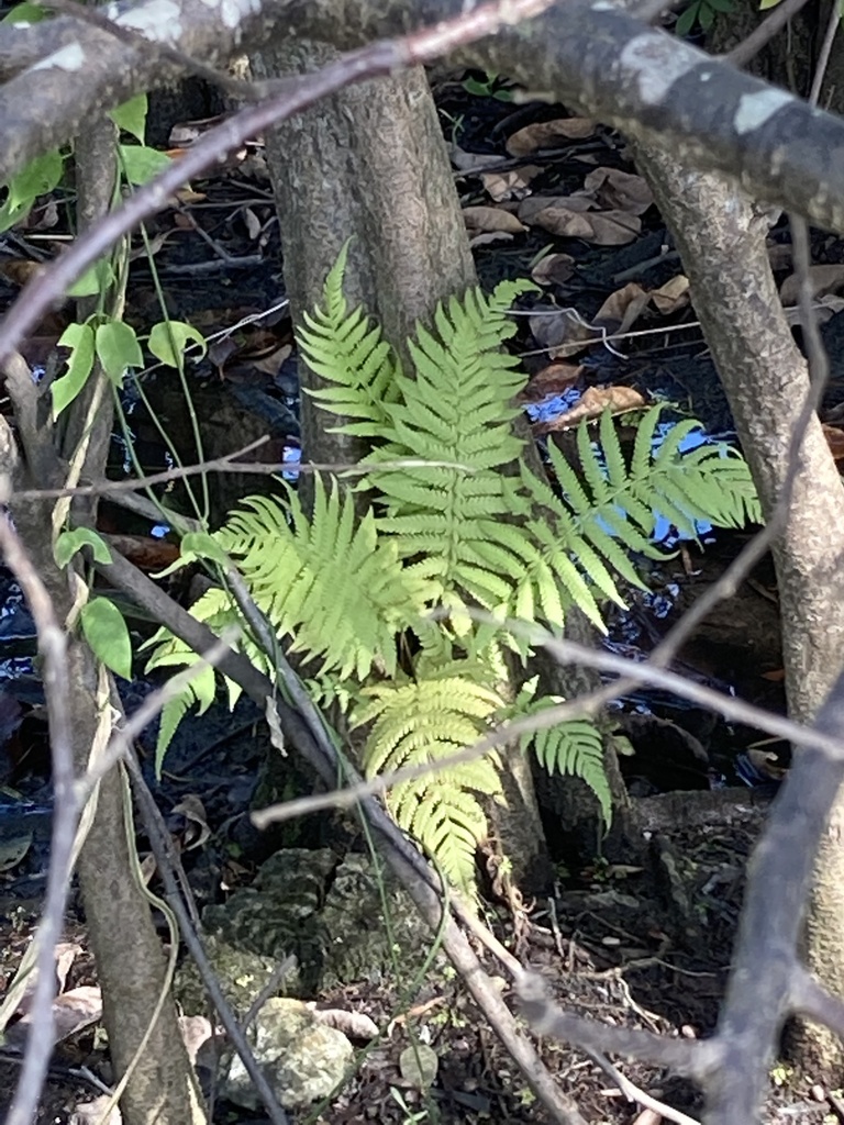 Thelypteris kunthii