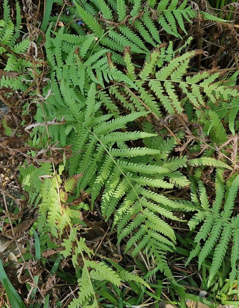 Thelypteris ovata