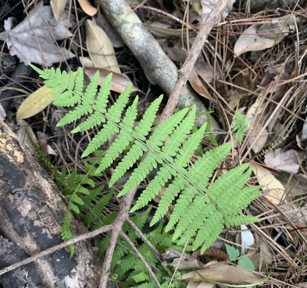 Thelypteris palustris var. pubescens
