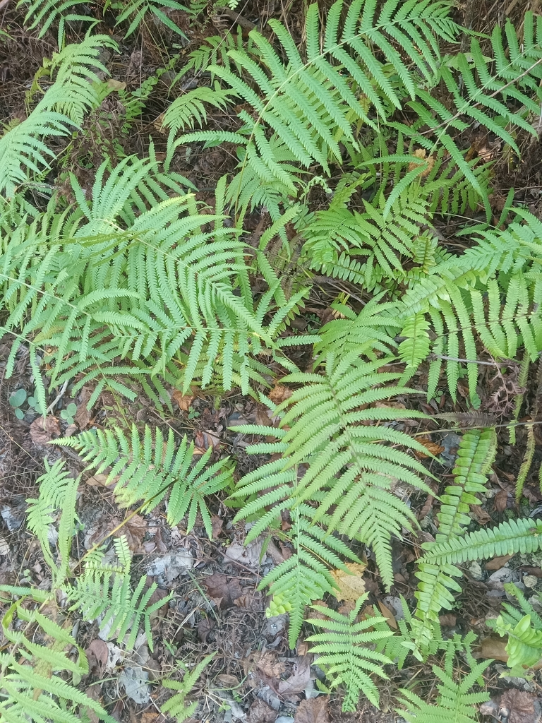 Thelypteris patens