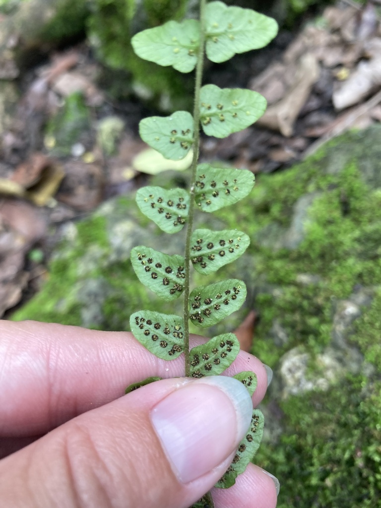 Thelypteris reptans