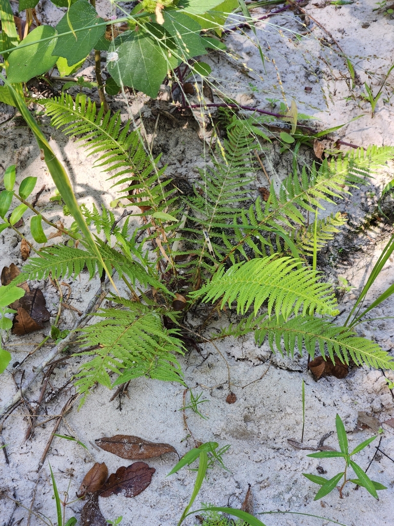 Thelypteris resinifera