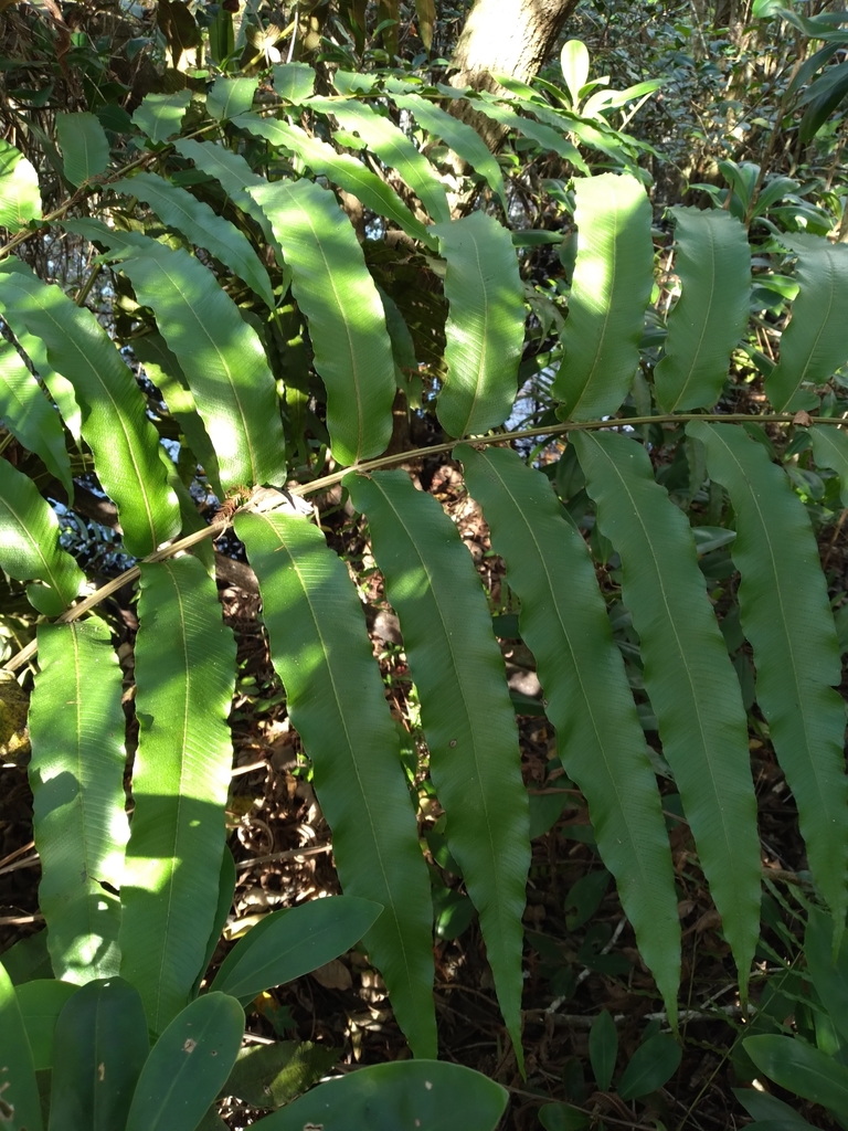 Thelypteris reticulata
