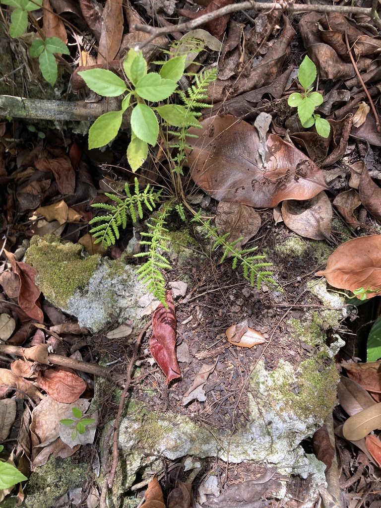 Thelypteris sancta