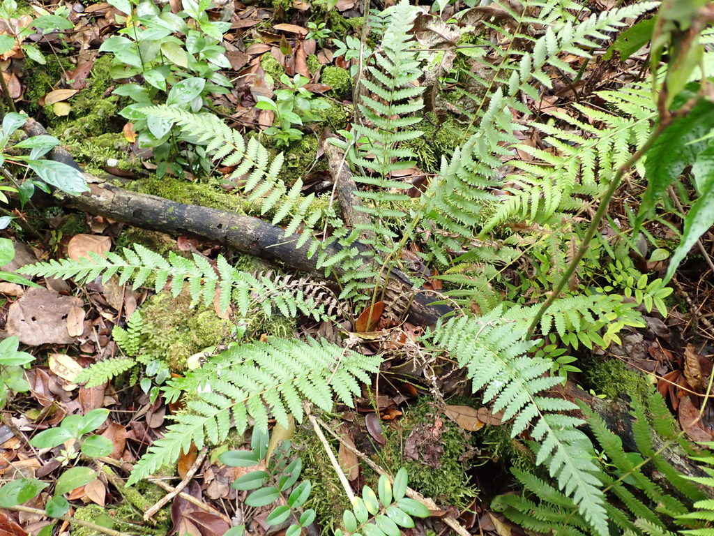 Thelypteris sclerophylla