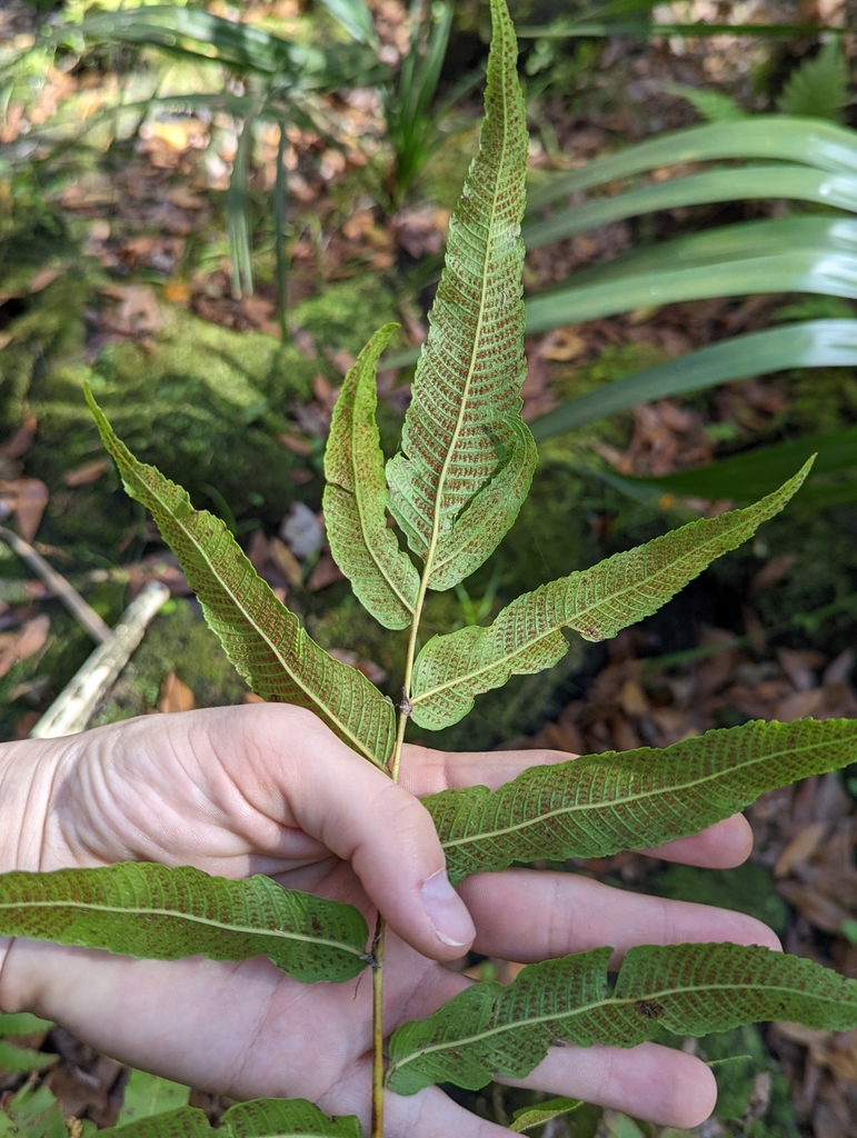 Thelypteris serrata
