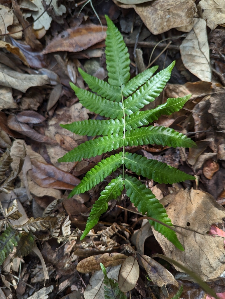 Thelypteris tetragona