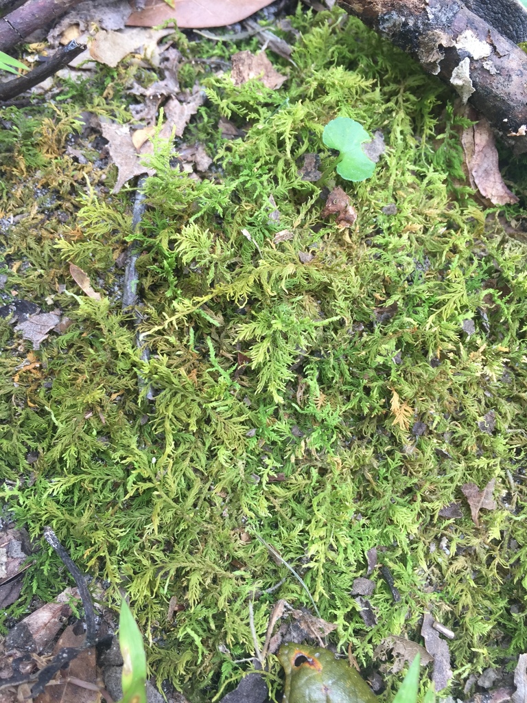 Thuidium alleniorum