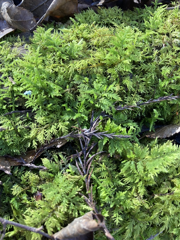 Thuidium delicatulum