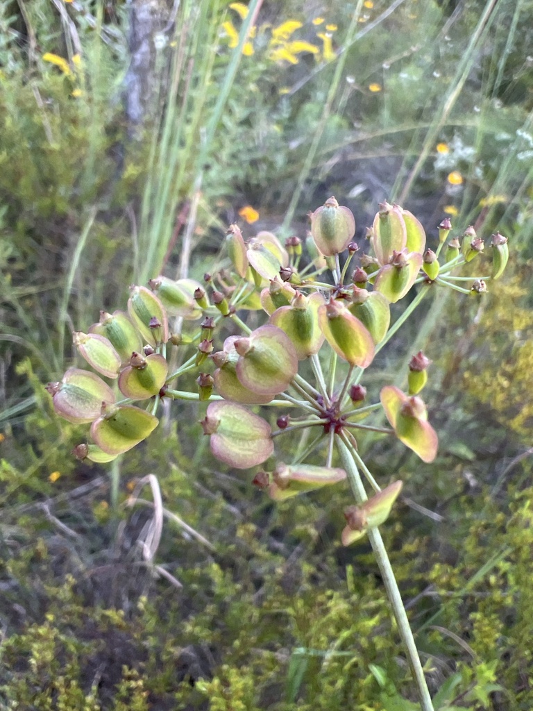 Tiedemannia filiformis subsp. filiformis