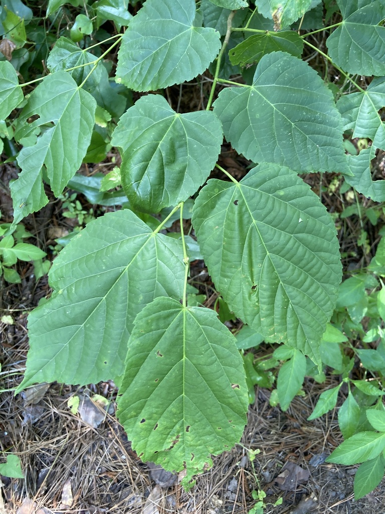 Tilia americana var. caroliniana