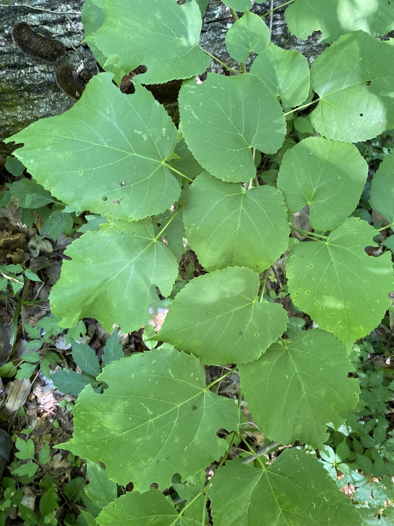 Tilia americana var. heterophylla