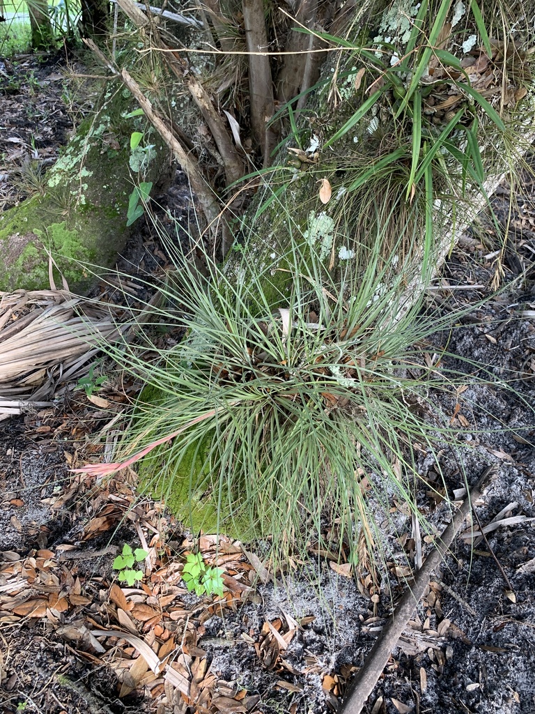 Tillandsia bartramii