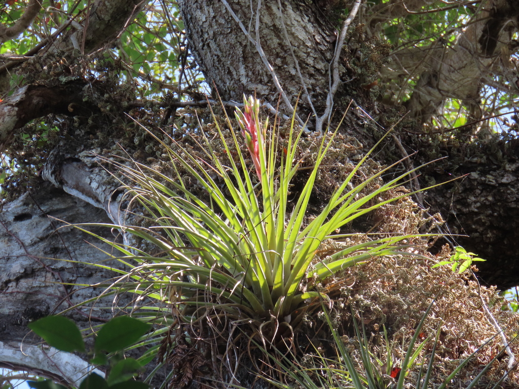 Tillandsia fasciculata