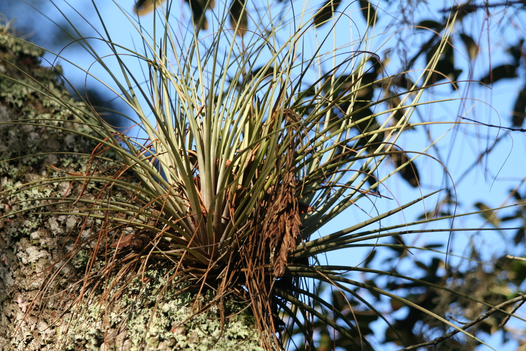 Tillandsia floridana
