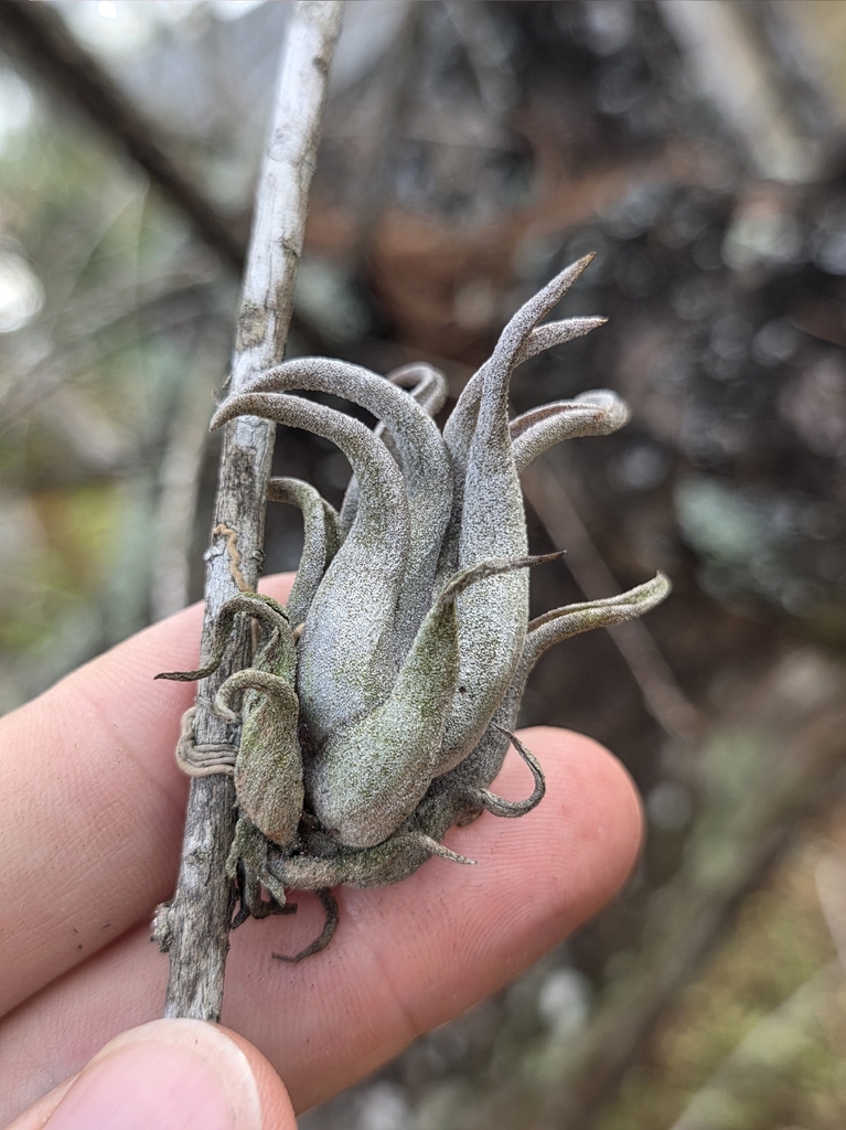 Tillandsia paucifolia