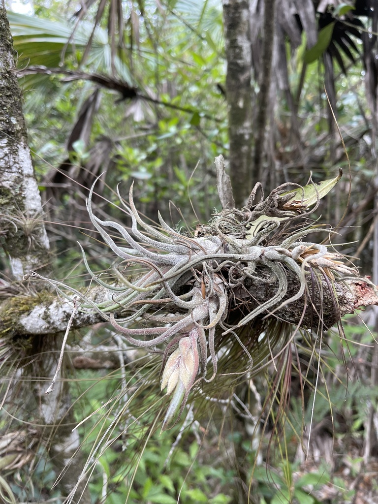 Tillandsia pruinosa