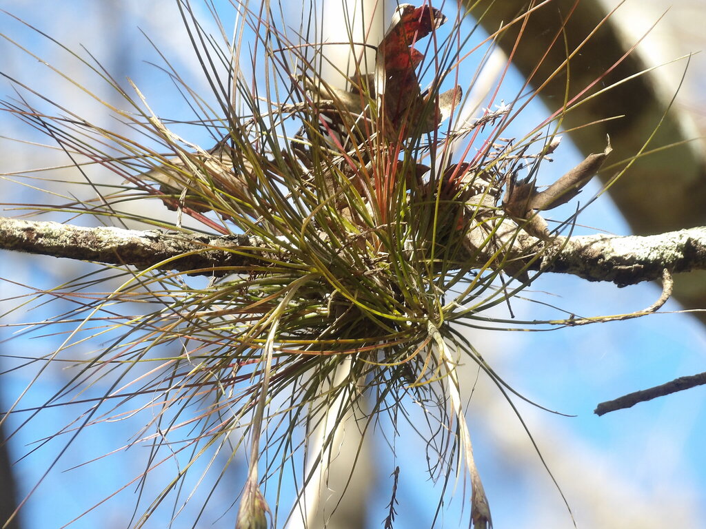 Tillandsia setacea