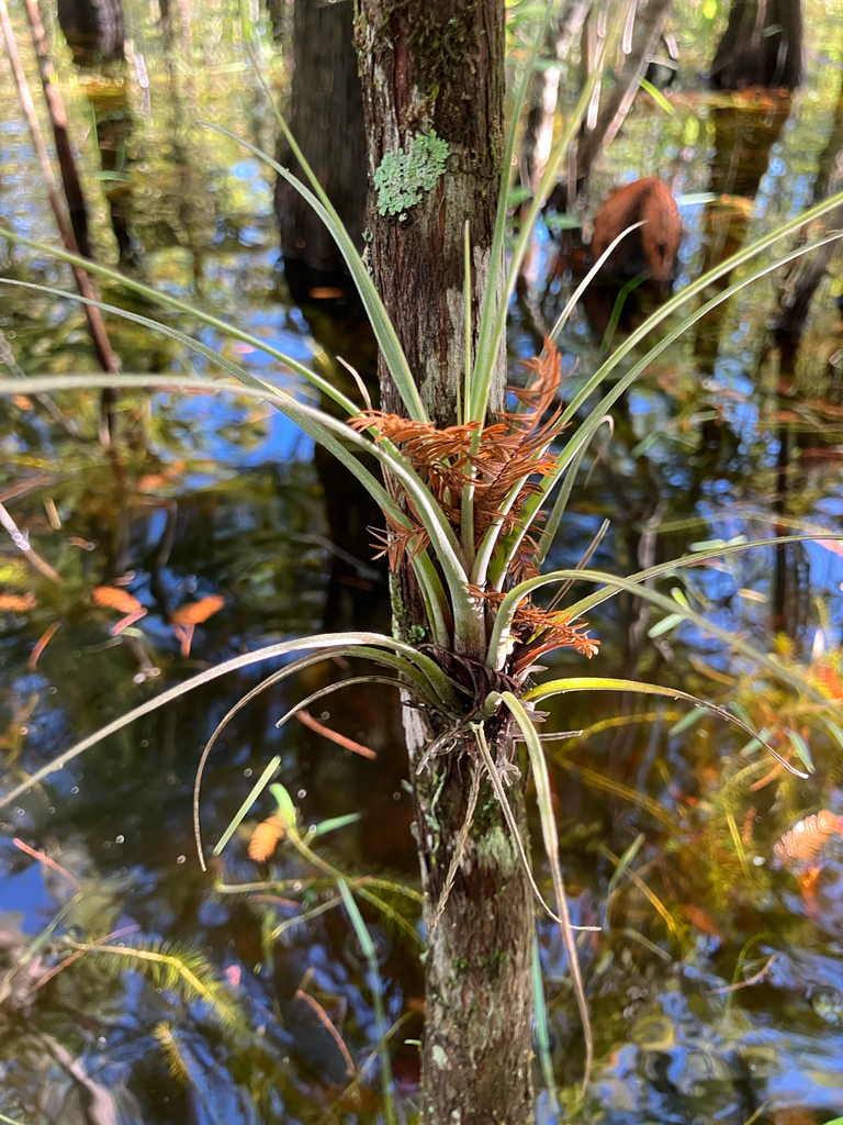 Tillandsia simulata