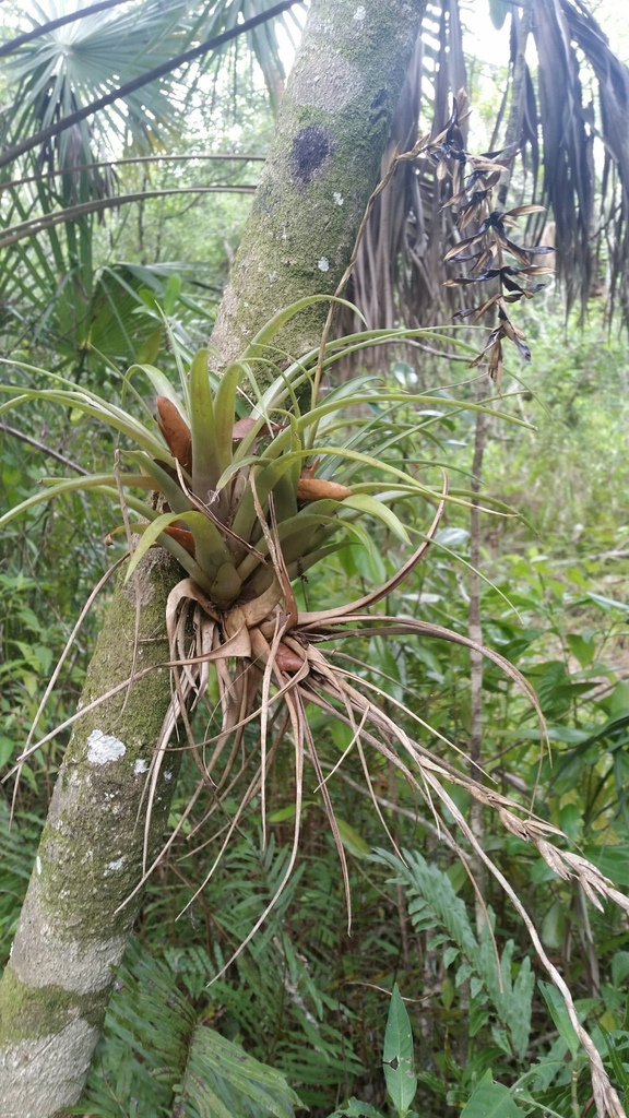 Tillandsia variabilis