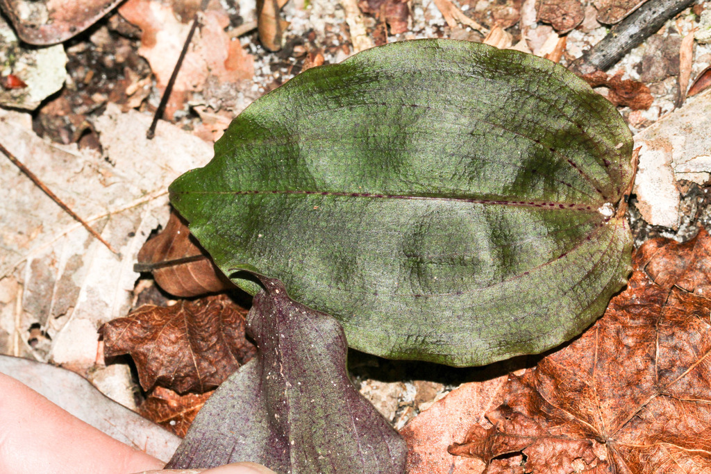 Tipularia discolor