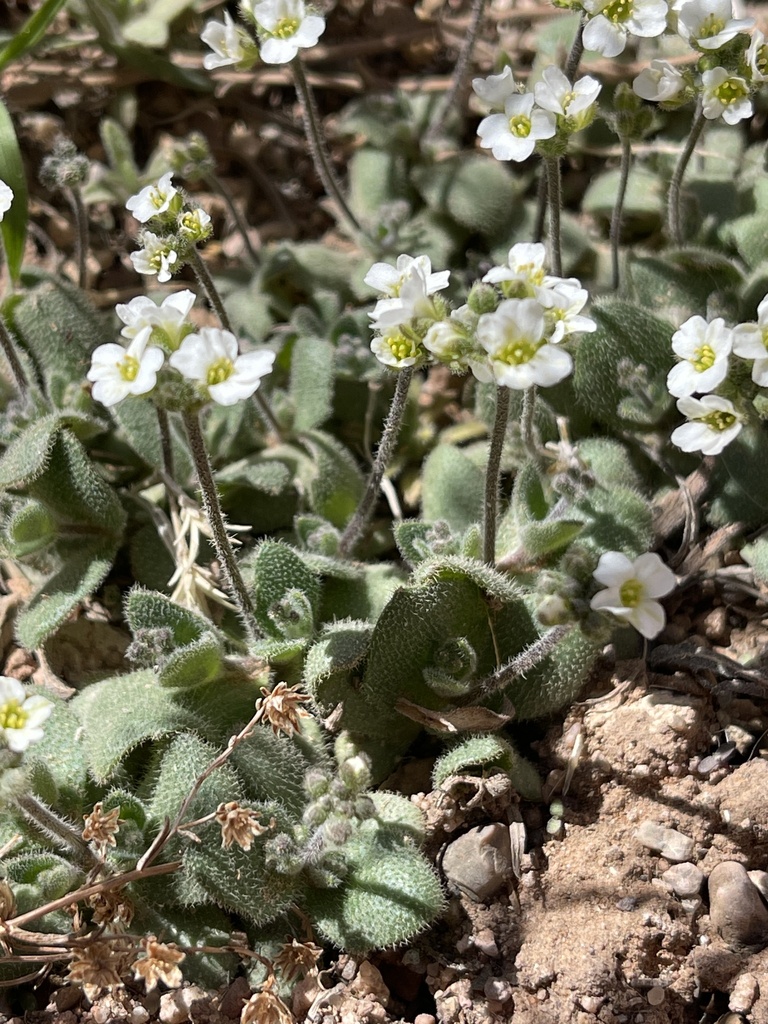 Tomostima cuneifolia