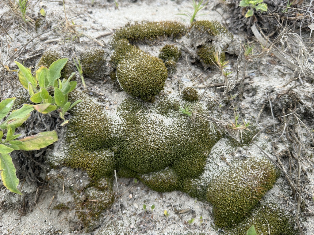 Tortella flavovirens