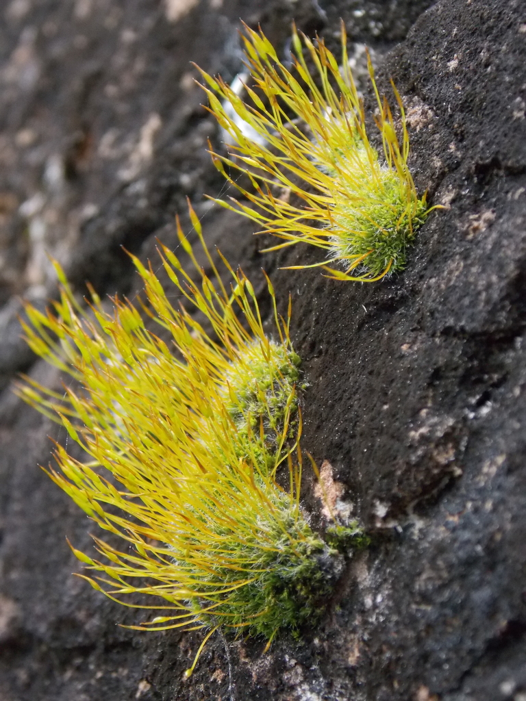 Tortula muralis