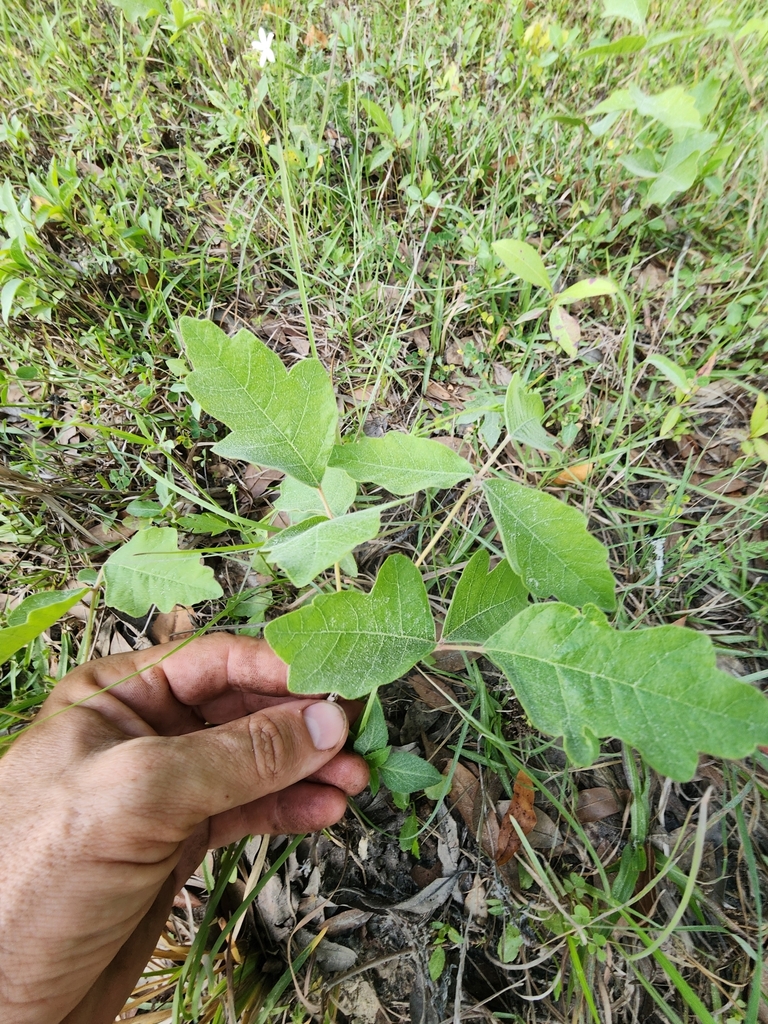 Toxicodendron pubescens
