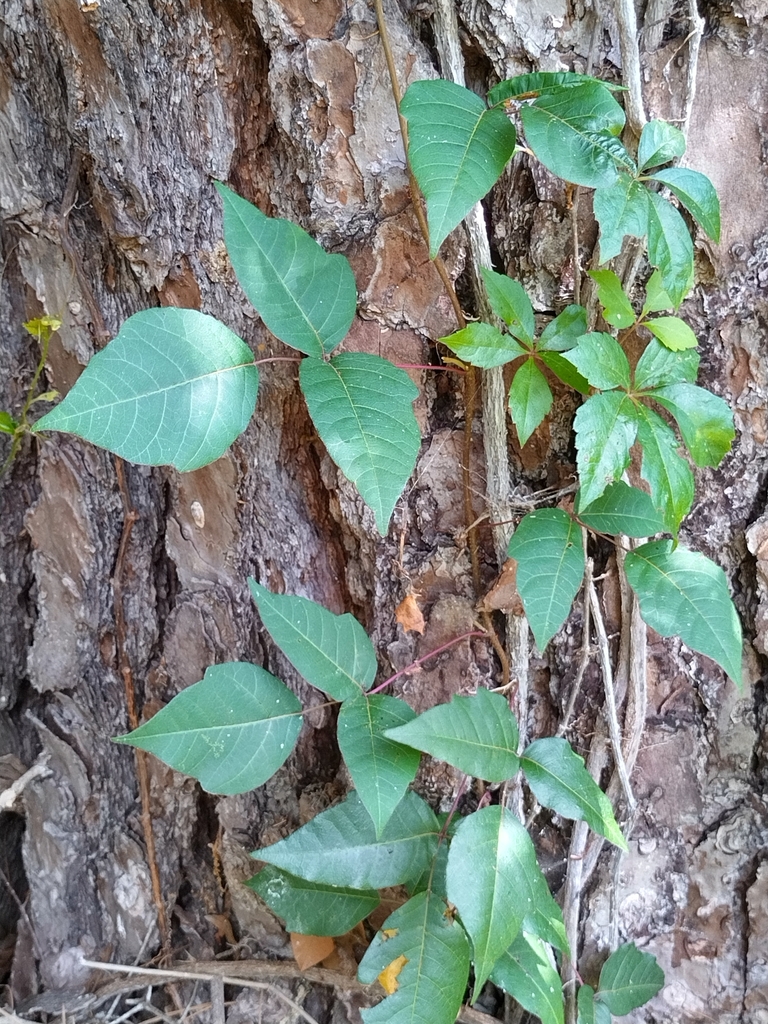 Toxicodendron radicans