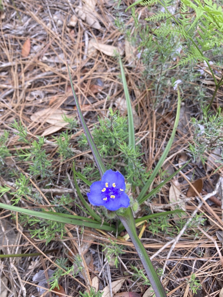 Tradescantia hirsutiflora