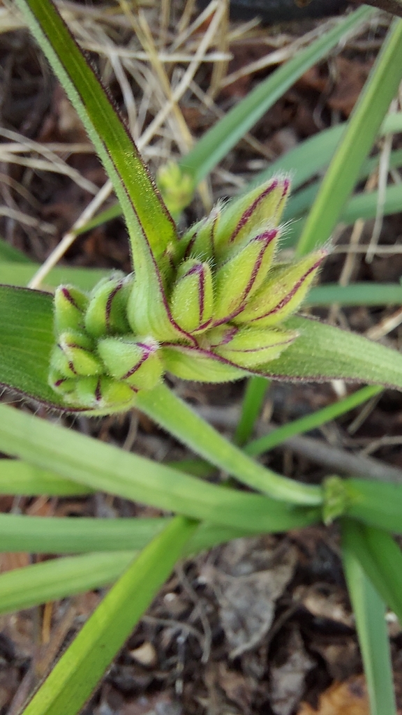 Tradescantia roseolens