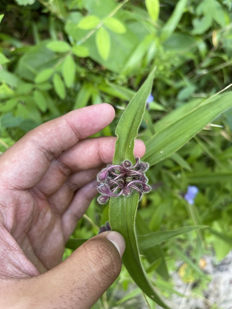 Tradescantia subaspera