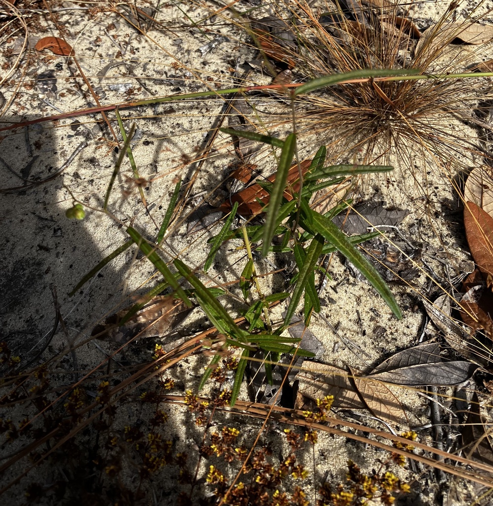 Tragia urens
