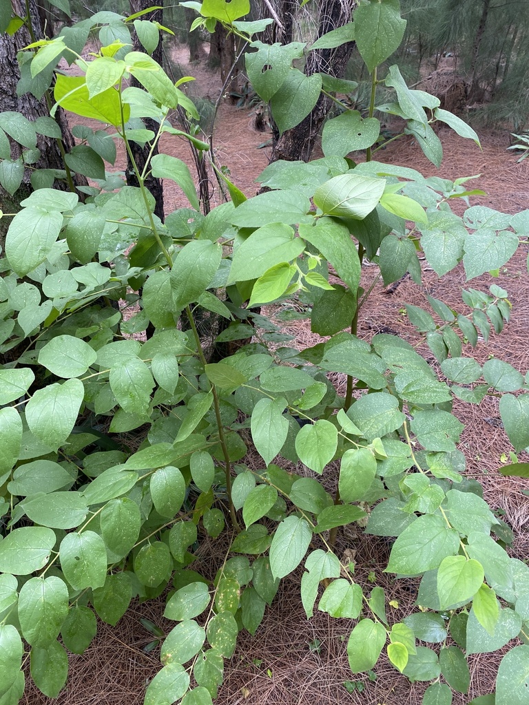 Trema floridanum
