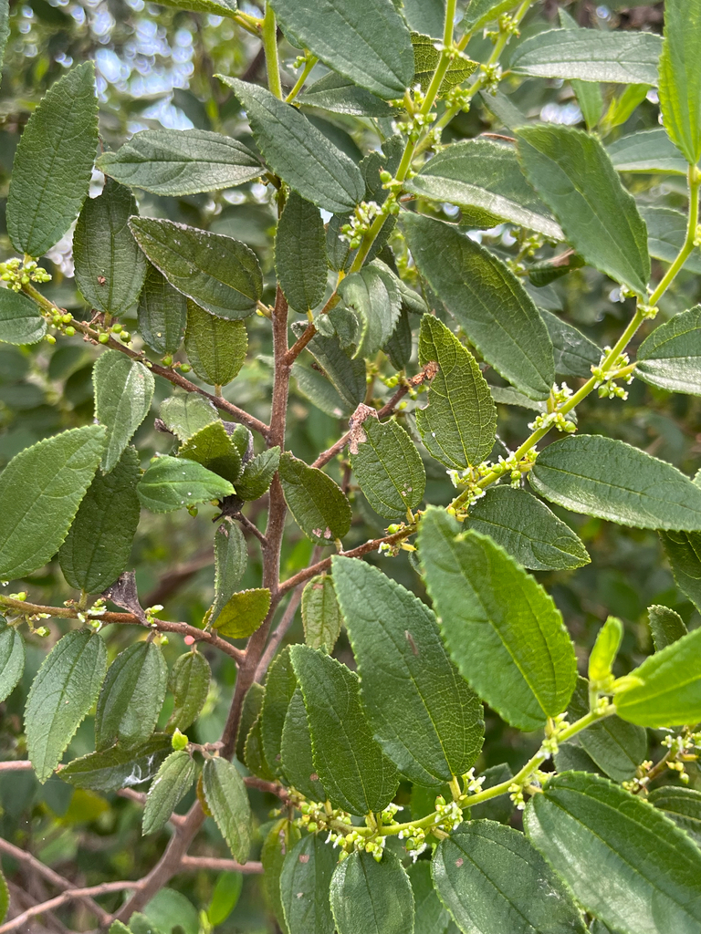 Trema lamarckianum