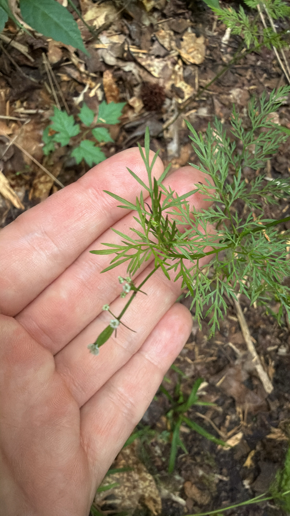 Trepocarpus aethusae