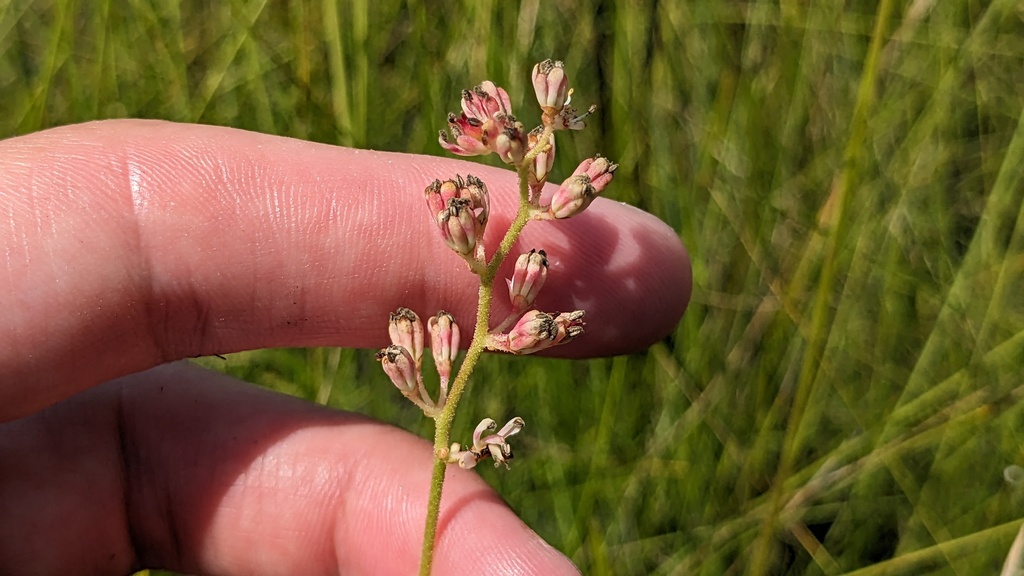 Triantha racemosa