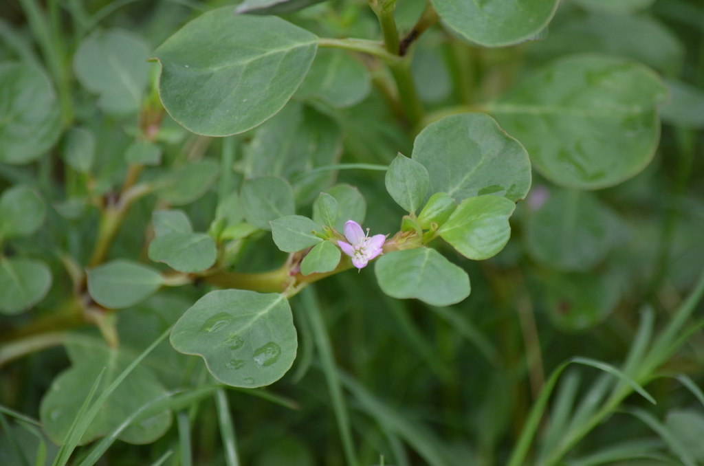 Trianthema portulacastrum