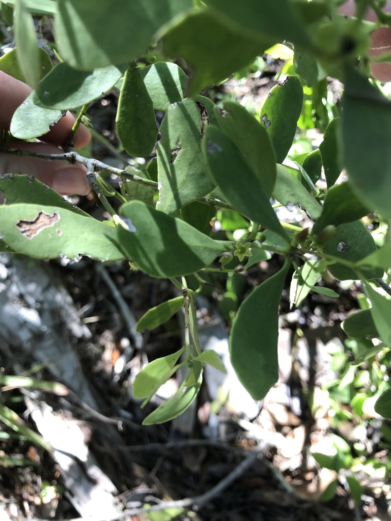 Tricerma phyllanthoides