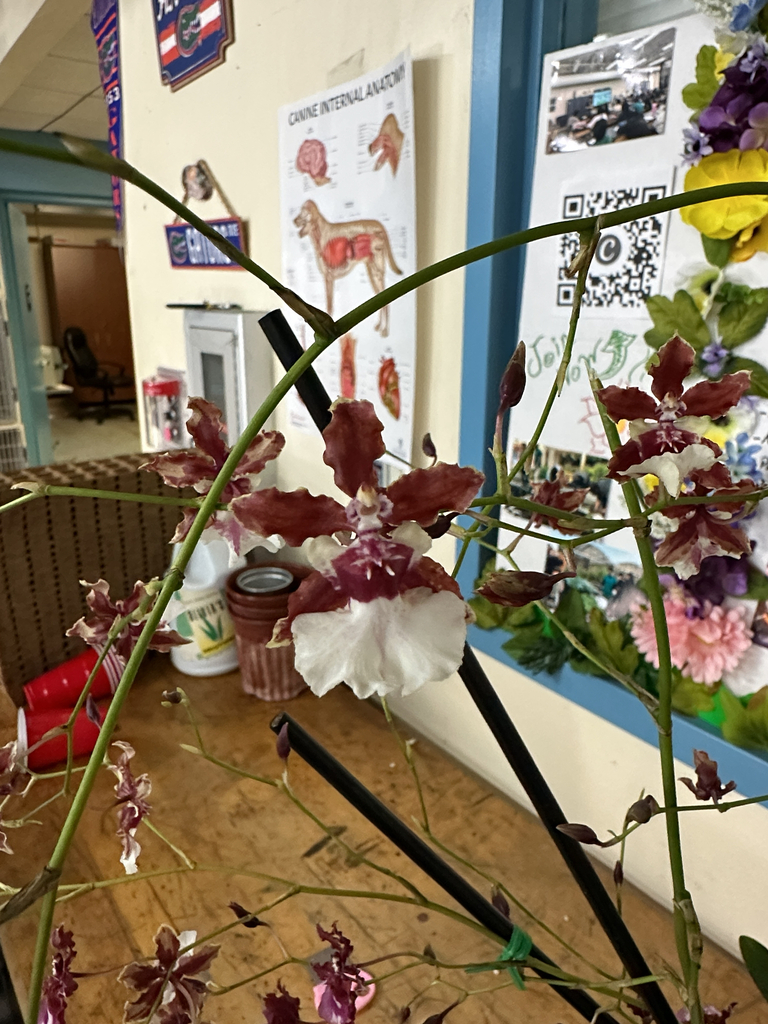 Trichocentrum carthagenense