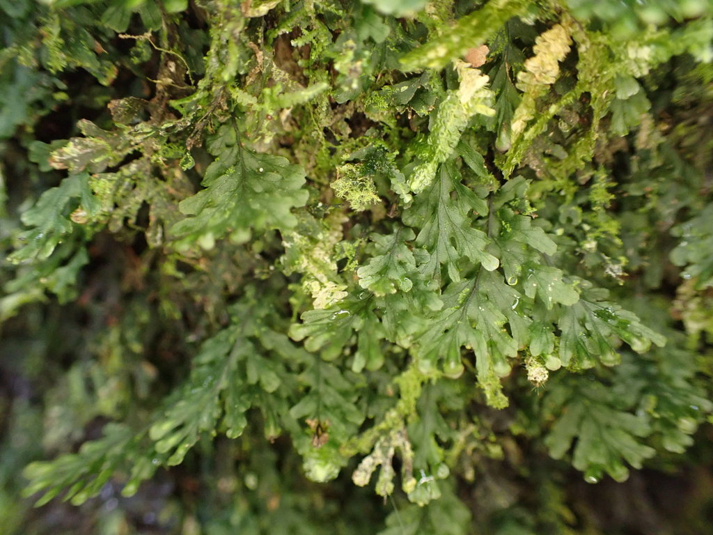 Trichomanes krausii